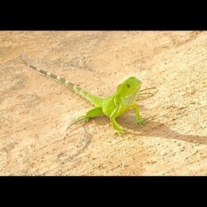 Meet your Posher, Angelo